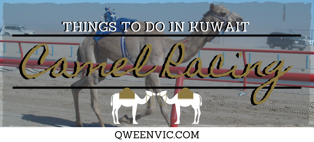 Things To Do In Kuwait: Camel Racing